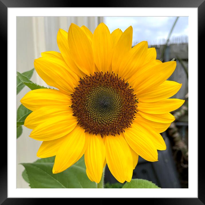 Sunflower Bloom with a Beautiful Center Head Framed Mounted Print by Antonio Ribeiro