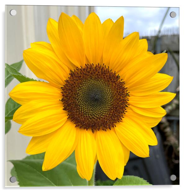 Sunflower Bloom with a Beautiful Center Head Acrylic by Antonio Ribeiro