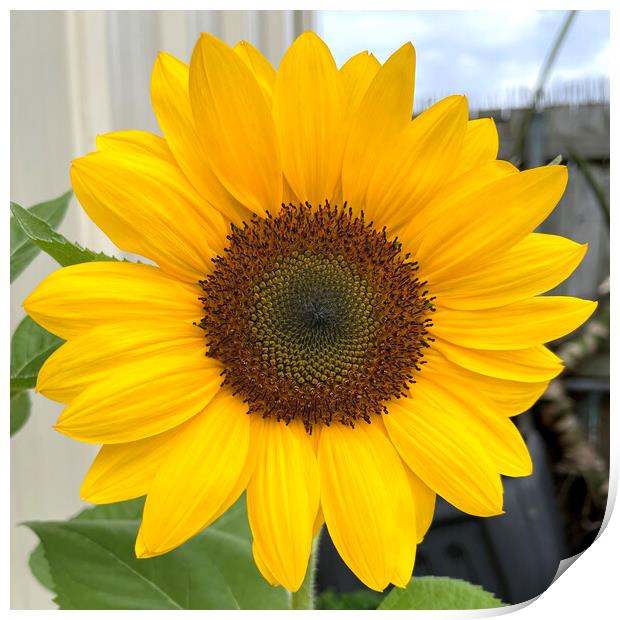 Sunflower Bloom with a Beautiful Center Head Print by Antonio Ribeiro