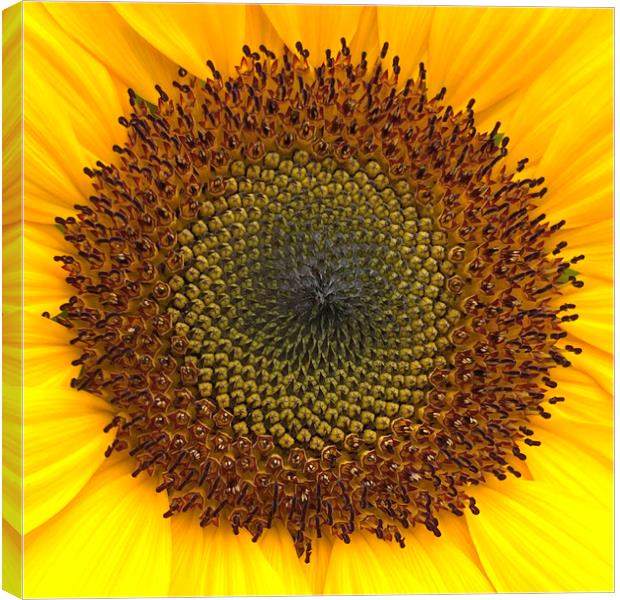 Sunflower Center Head Disc Canvas Print by Antonio Ribeiro