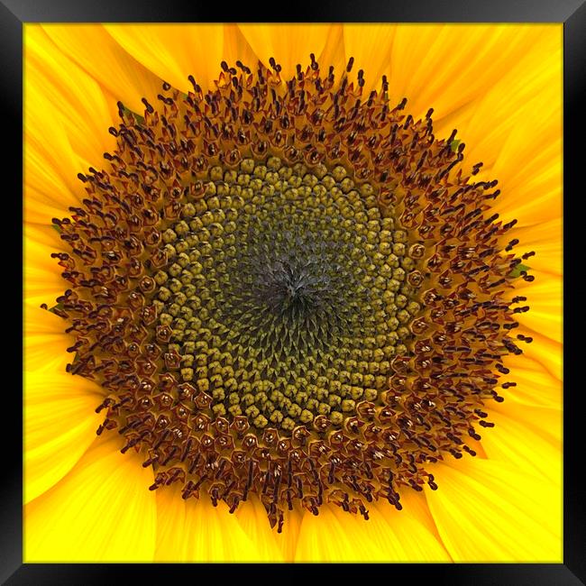 Sunflower Center Head Disc Framed Print by Antonio Ribeiro