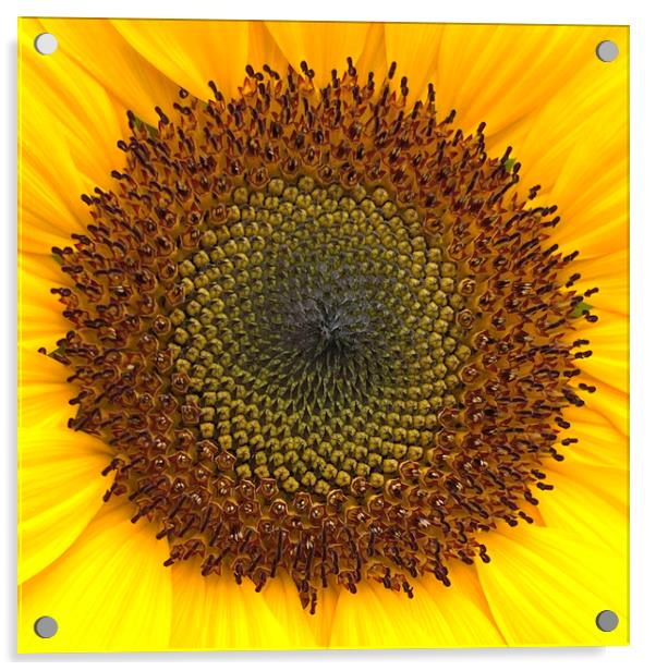 Sunflower Center Head Disc Acrylic by Antonio Ribeiro