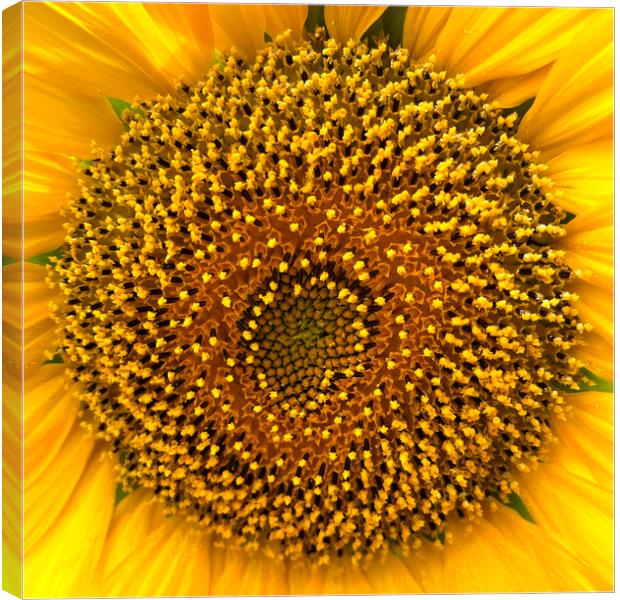 Sunflower Center Head Disc Canvas Print by Antonio Ribeiro