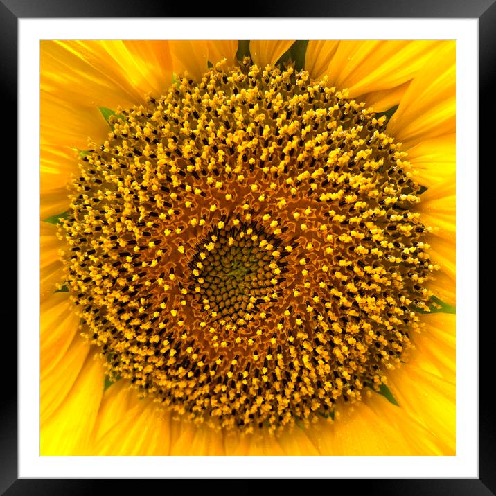 Sunflower Center Head Disc Framed Mounted Print by Antonio Ribeiro