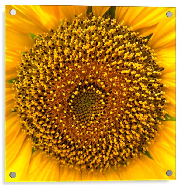 Sunflower Center Head Disc Acrylic by Antonio Ribeiro