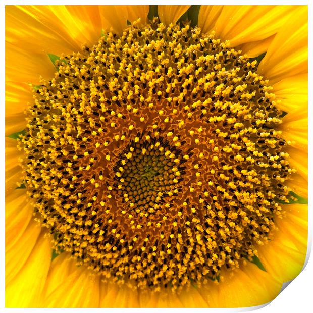 Sunflower Center Head Disc Print by Antonio Ribeiro
