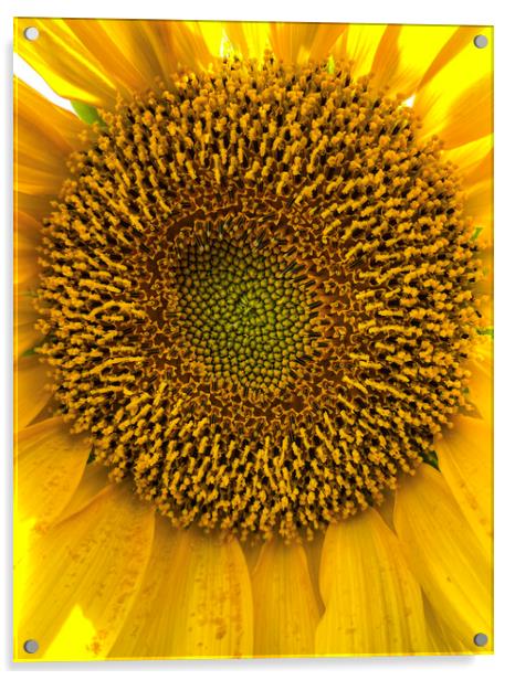 Sunflower Center Head Disc Acrylic by Antonio Ribeiro