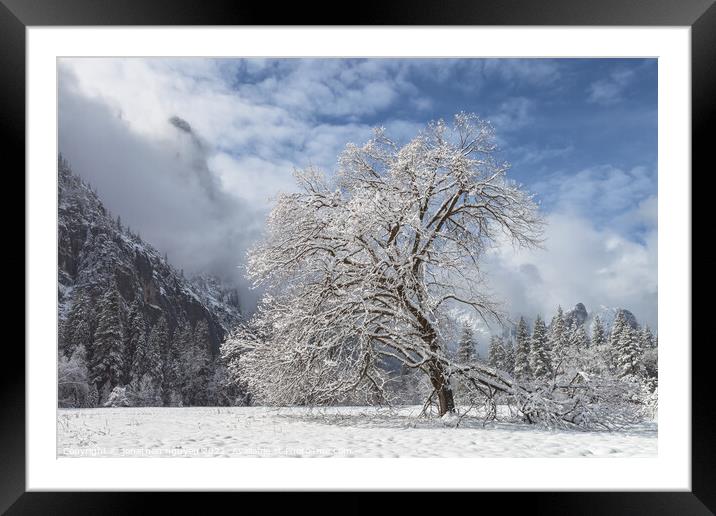 oak tree with snow Framed Mounted Print by jonathan nguyen