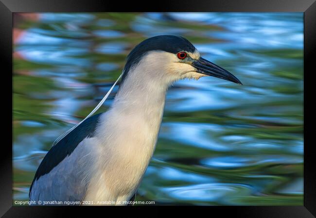 Black-crowned Night Heron Framed Print by jonathan nguyen