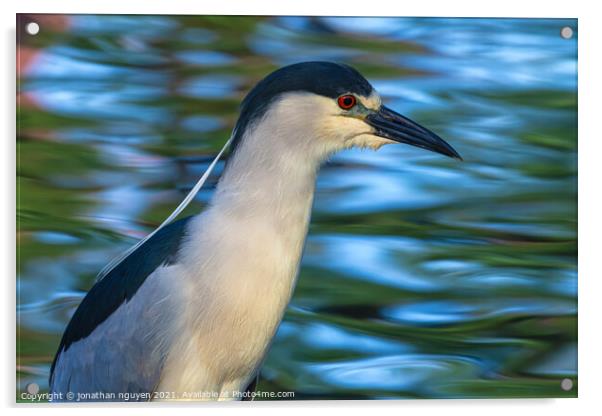 Black-crowned Night Heron Acrylic by jonathan nguyen