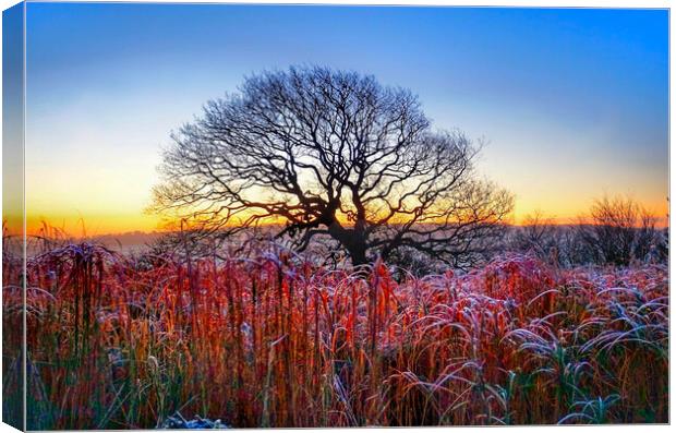 Emley Winter Oak Sunrise Canvas Print by Alison Chambers