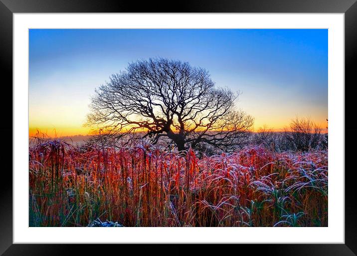 Emley Winter Oak Sunrise Framed Mounted Print by Alison Chambers