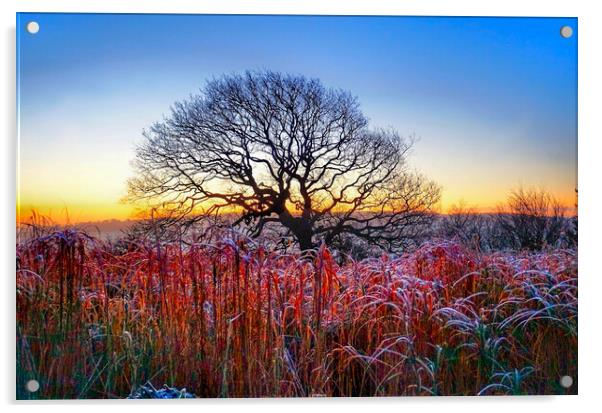 Emley Winter Oak Sunrise Acrylic by Alison Chambers