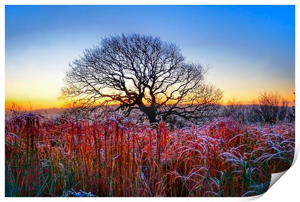 Emley Winter Oak Sunrise Print by Alison Chambers