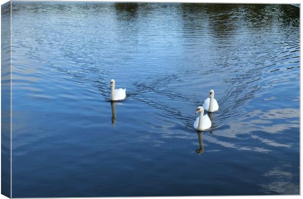 Three white swans Canvas Print by Roy Hinchliffe