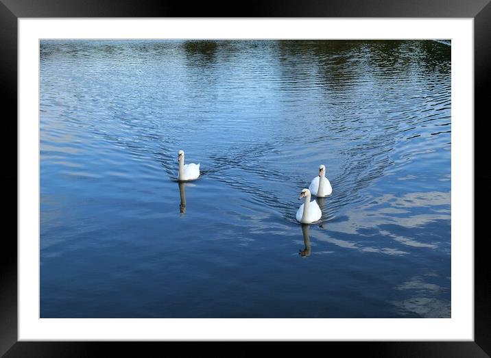 Three white swans Framed Mounted Print by Roy Hinchliffe