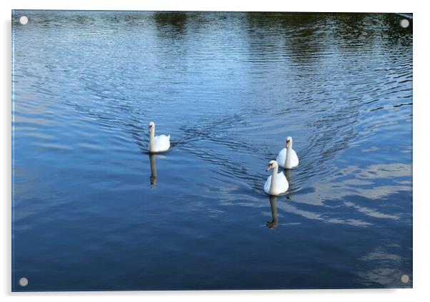 Three white swans Acrylic by Roy Hinchliffe