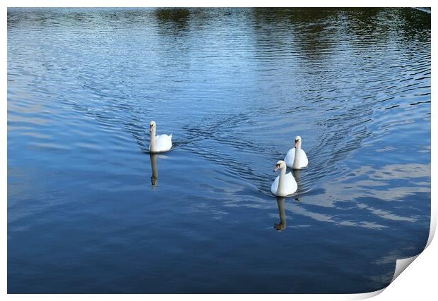 Three white swans Print by Roy Hinchliffe