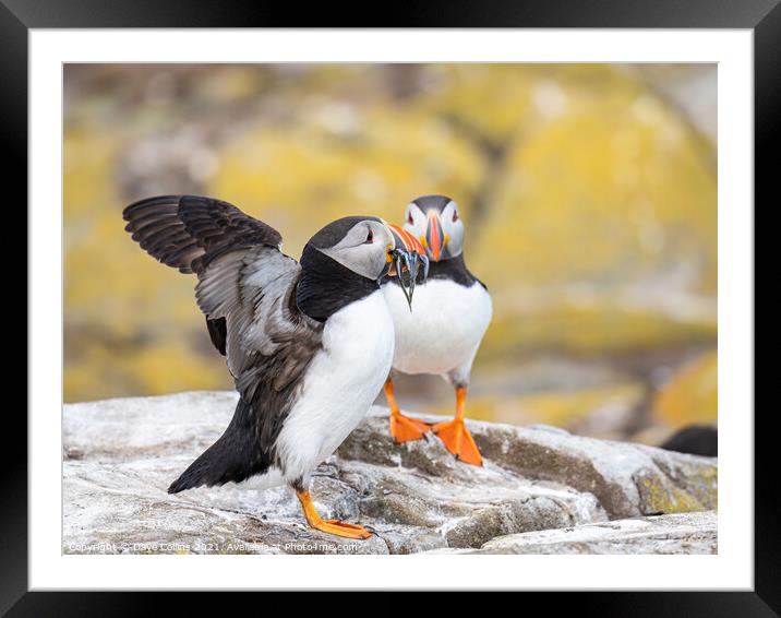 Puffin with fish on the ground on Inner Farne Island in the Farne Islands, Northumberland, England Framed Mounted Print by Dave Collins