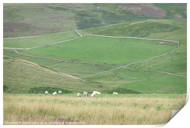 The Capehope valley in the Scottish Borders Print by Dave Collins