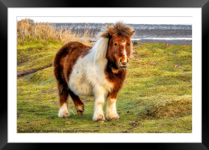 Shetland Pony Framed Mounted Print by Alan Simpson
