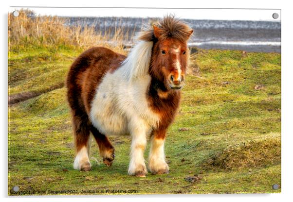 Shetland Pony Acrylic by Alan Simpson