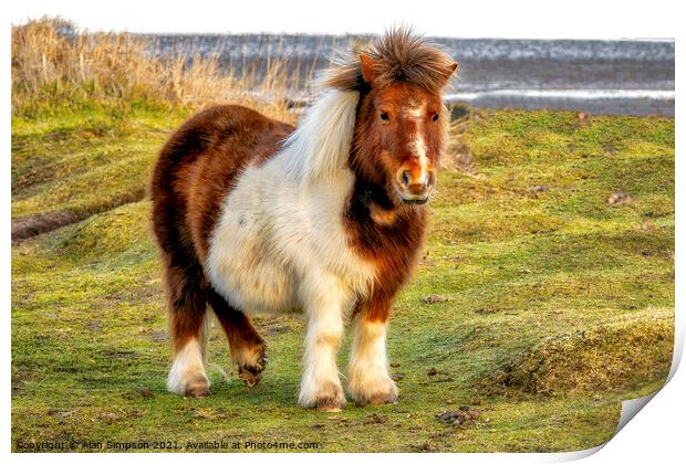 Shetland Pony Print by Alan Simpson