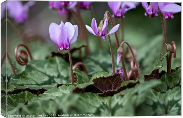 Cyclamen hederifolium (ivy-leaved cyclamen) Canvas Print by Graham Prentice