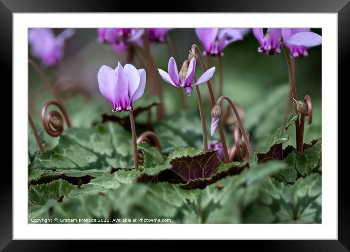 Cyclamen hederifolium (ivy-leaved cyclamen) Framed Mounted Print by Graham Prentice