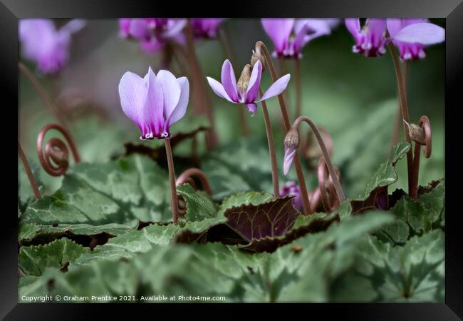 Cyclamen hederifolium (ivy-leaved cyclamen) Framed Print by Graham Prentice