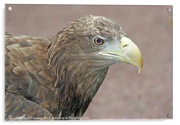 Eagle Acrylic by Grant Paterson