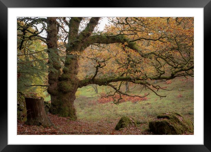 large old tree in autumn Framed Mounted Print by christian maltby