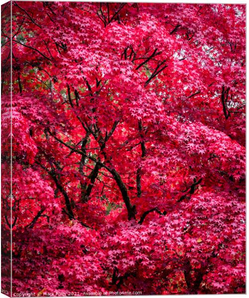Autumnal Acer Tree in Red - Fine Art Canvas Print by Mark Poley