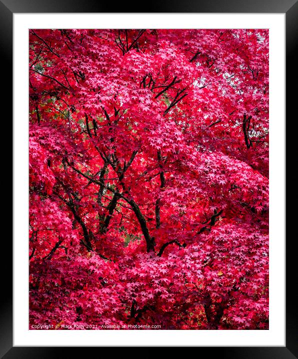 Autumnal Acer Tree in Red - Fine Art Framed Mounted Print by Mark Poley