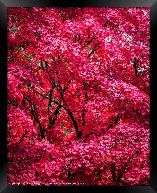 Autumnal Acer Tree in Red - Fine Art Framed Print by Mark Poley