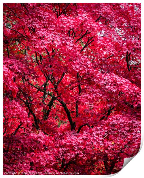 Autumnal Acer Tree in Red - Fine Art Print by Mark Poley