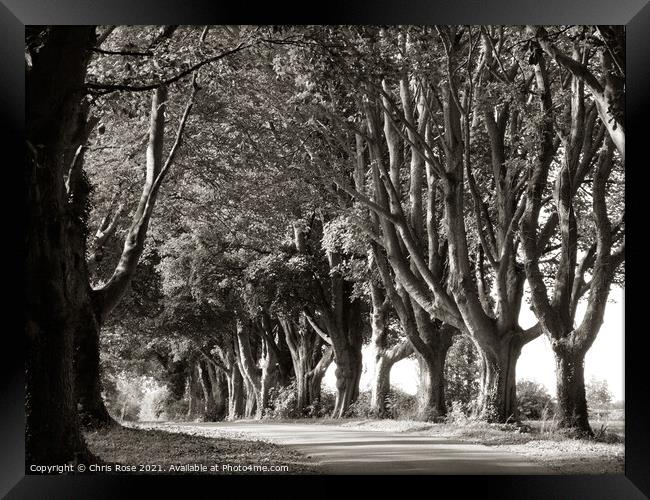 Tree lined country lane Framed Print by Chris Rose