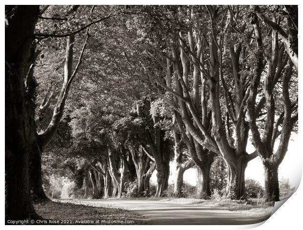 Tree lined country lane Print by Chris Rose