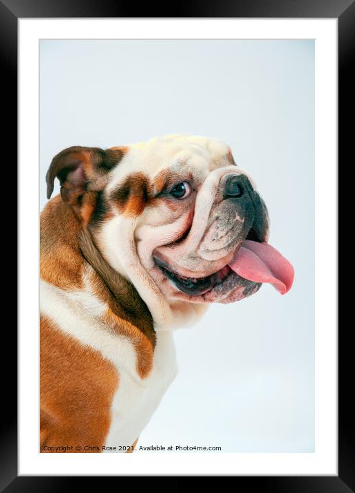 British Bulldog Framed Mounted Print by Chris Rose