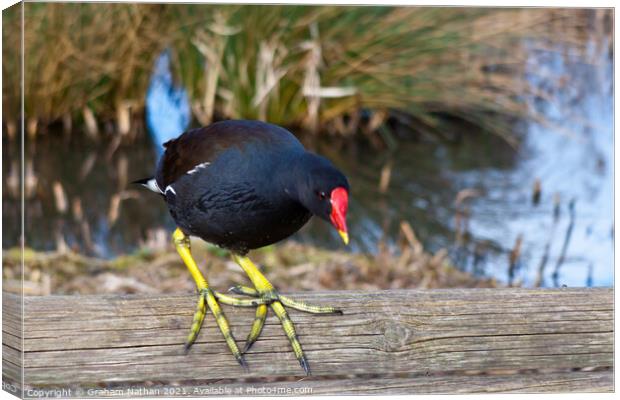 Serene Moorhen Gazing into Winter Canal Canvas Print by Graham Nathan