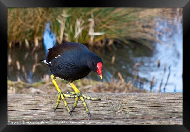 Serene Moorhen Gazing into Winter Canal Framed Print by Graham Nathan