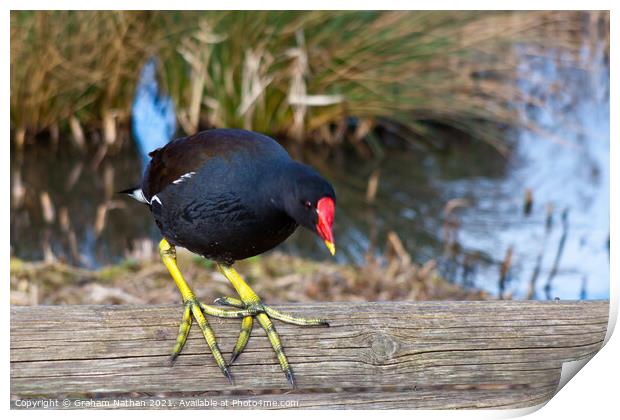 Serene Moorhen Gazing into Winter Canal Print by Graham Nathan