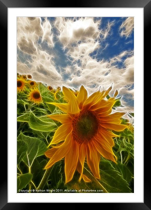 Electic sun flowers Framed Mounted Print by Nathan Wright