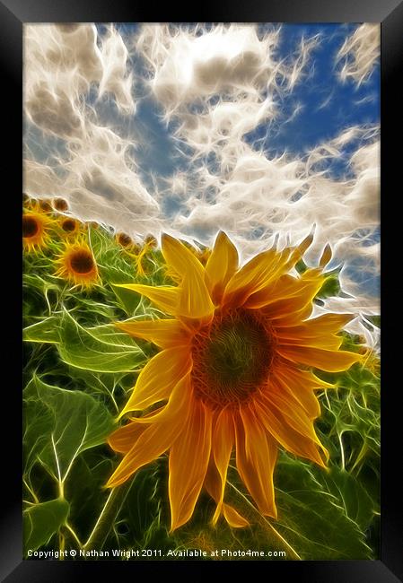 Electic sun flowers Framed Print by Nathan Wright