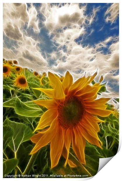 Electic sun flowers Print by Nathan Wright