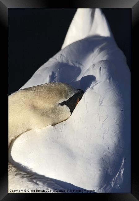 Resting Mute Swan Framed Print by Craig Brown