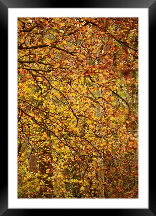 Autumn lea es Framed Mounted Print by Simon Johnson