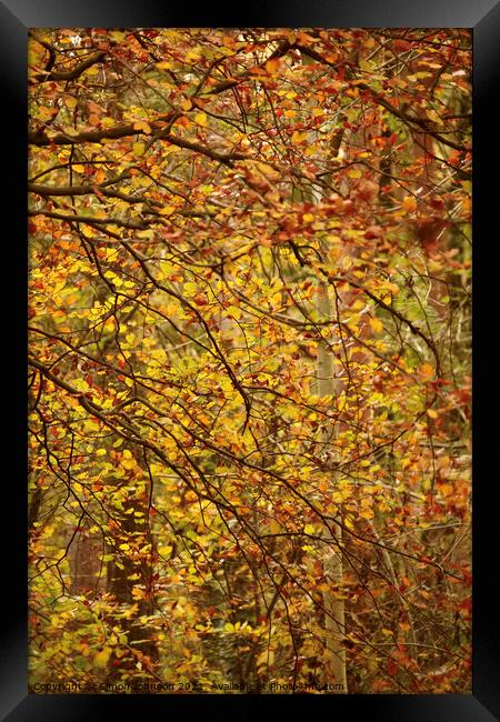 Autumn lea es Framed Print by Simon Johnson