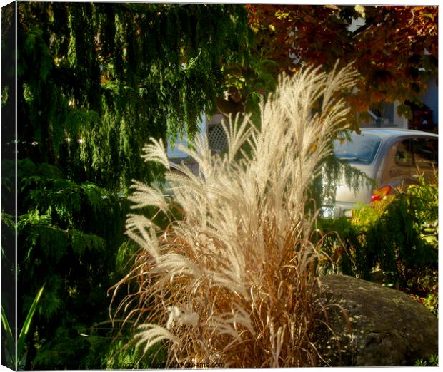 Pampas Grass Canvas Print by Stephanie Moore