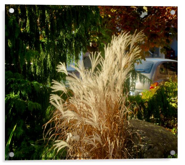 Pampas Grass Acrylic by Stephanie Moore
